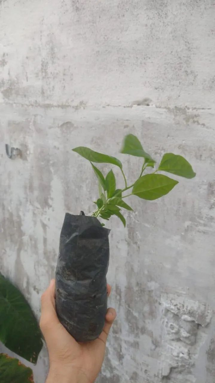 Mudas de maracujá 