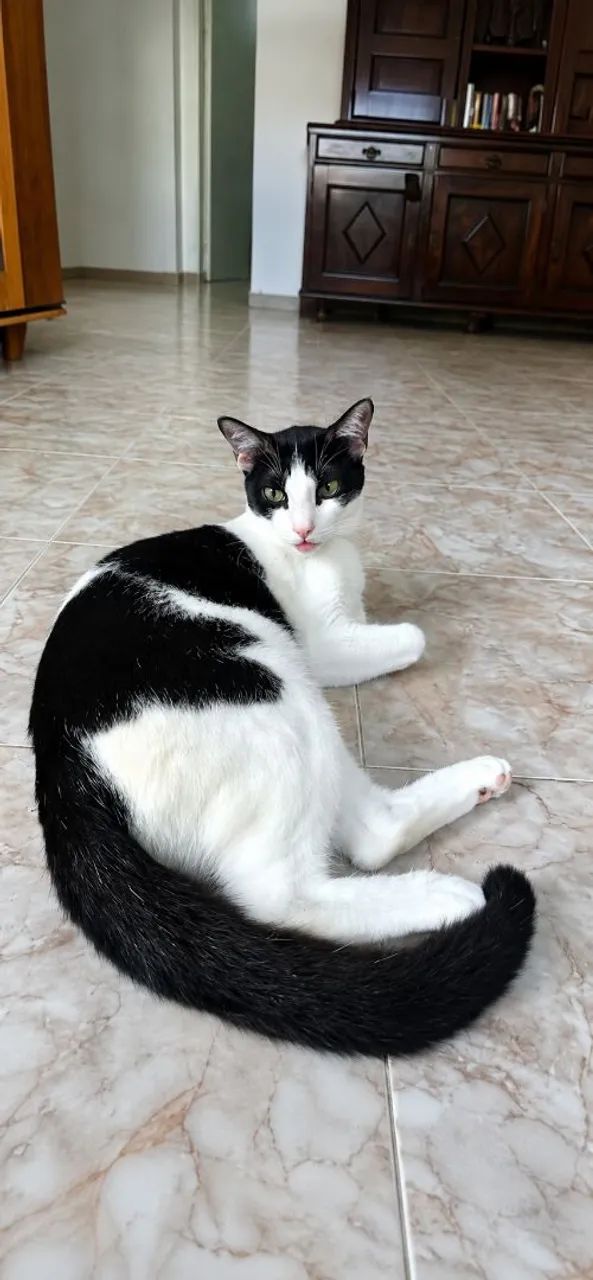 ADOÇÃO DE GATOS 