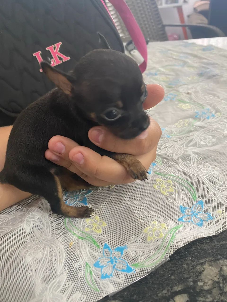 Pinscher miniatura zero 