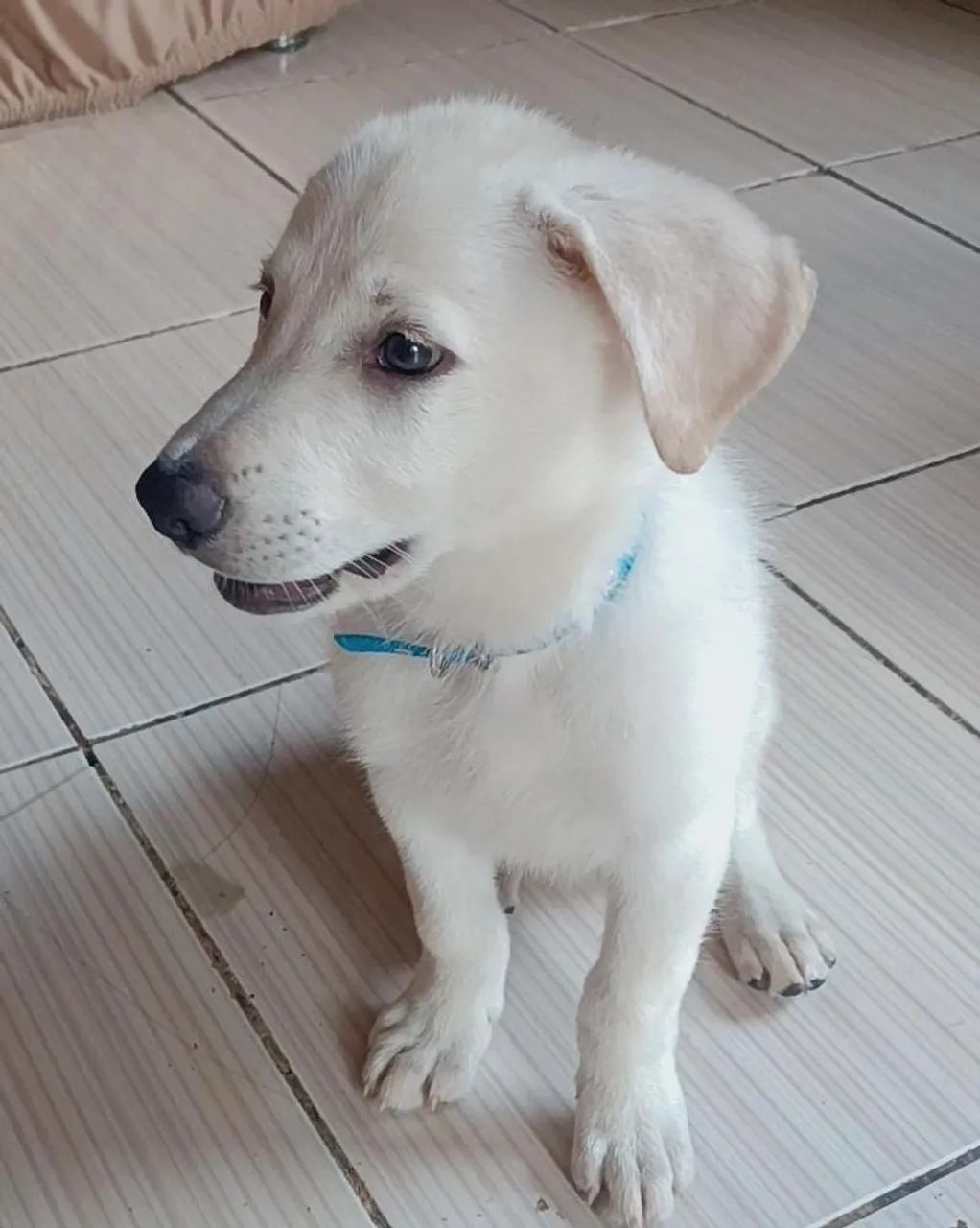 vende-se pastor suíço branco  - Foto 3