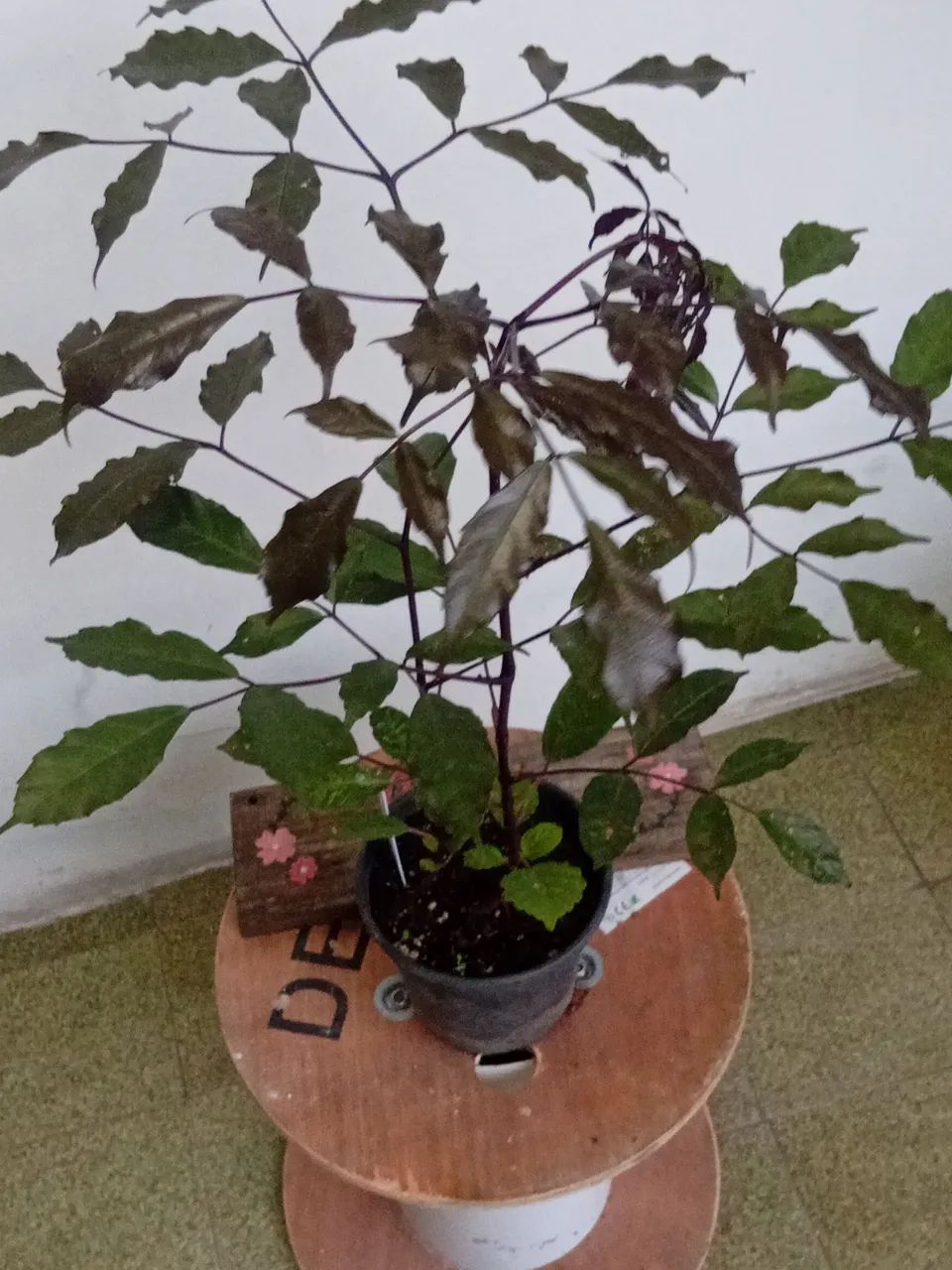 Muda planta pe de café. - Foto 3