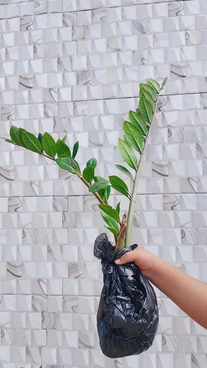 Zamioculca Pequena em Saco Preto ? 3 Mudas - Foto 3