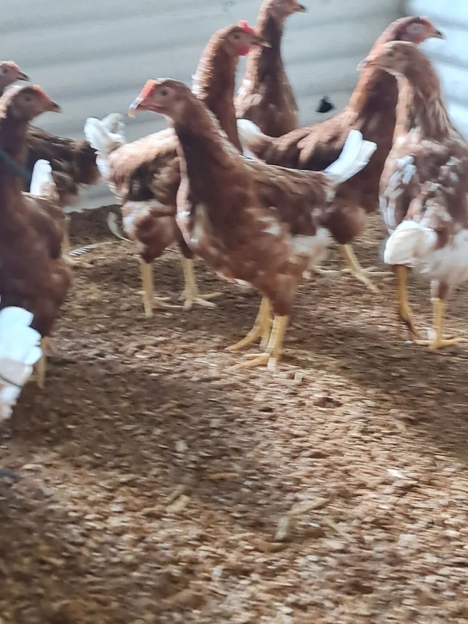 Frangas poedeira 