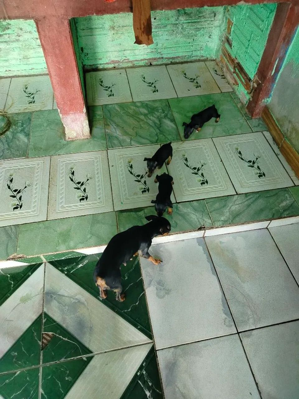 Pinscher 1 puro de pai e mãe  - Foto 4