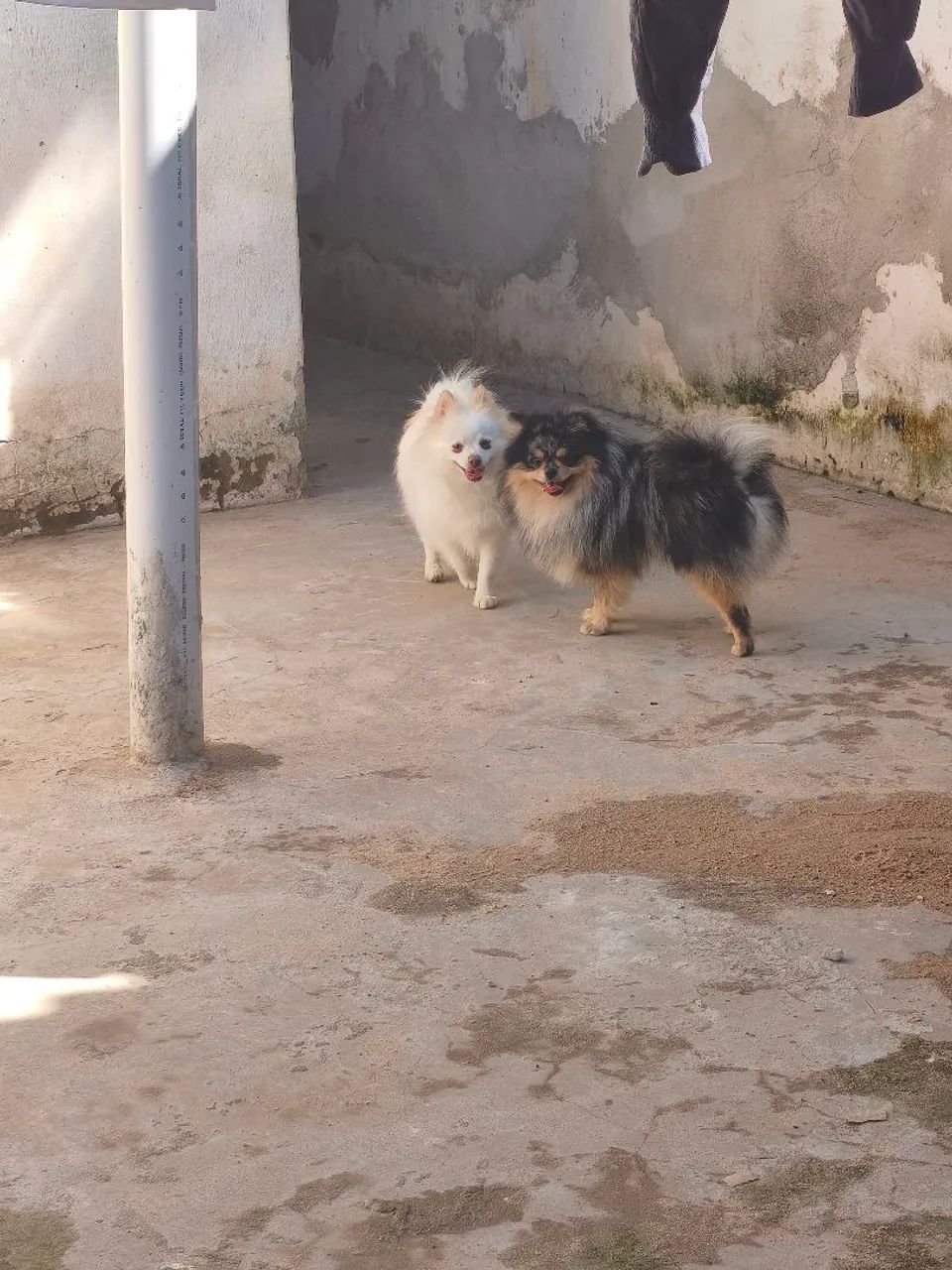 Spitz  - Foto 4