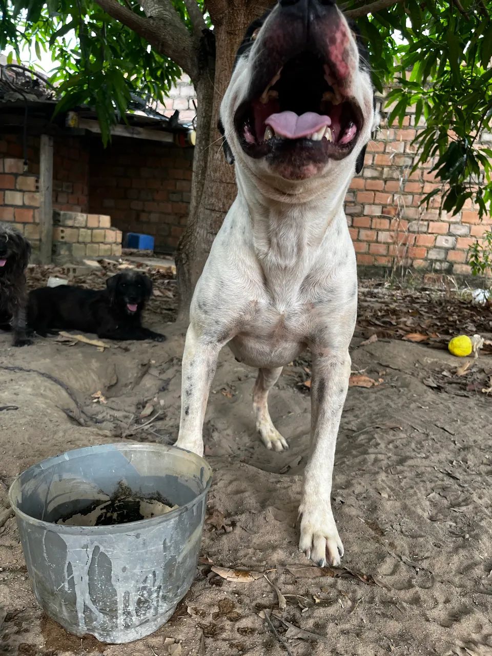 Pit bull - Foto 4