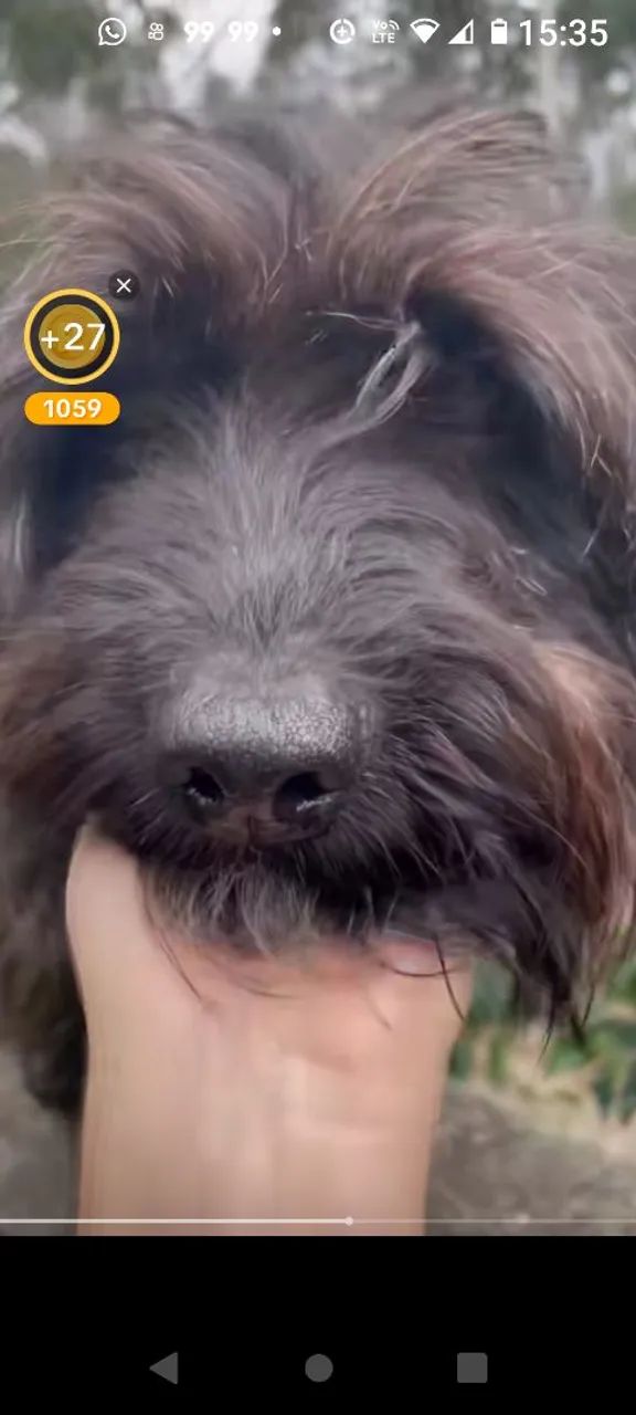 Vendo poodle raro pelo liso - Foto 3