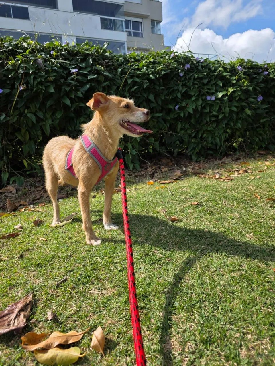 Mel para adoção  - Foto 2