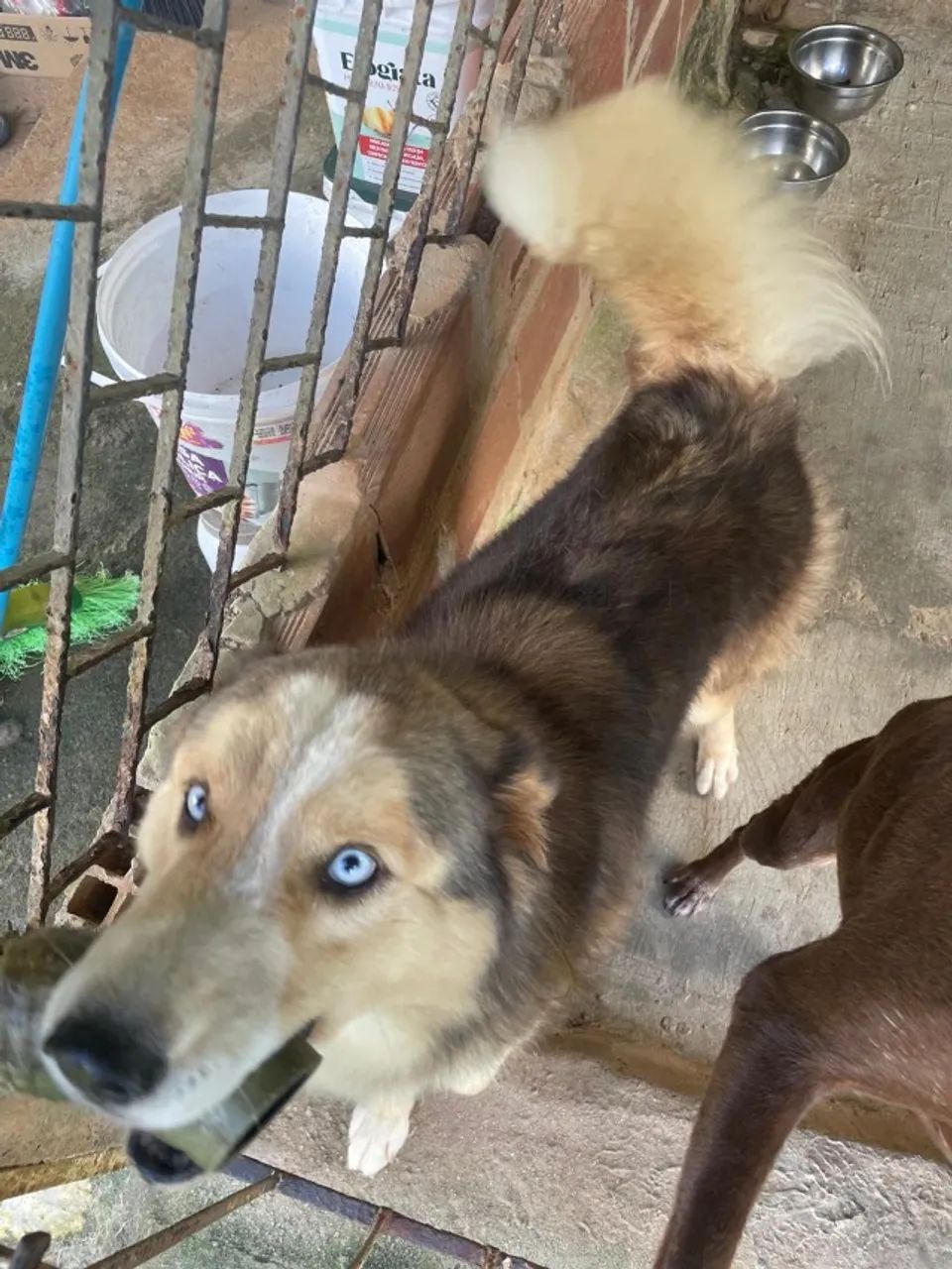 Husky siberiano - Foto 2