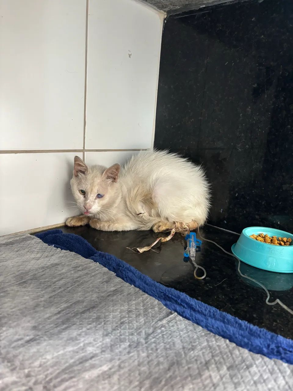 Gato - adoção especial - Foto 4