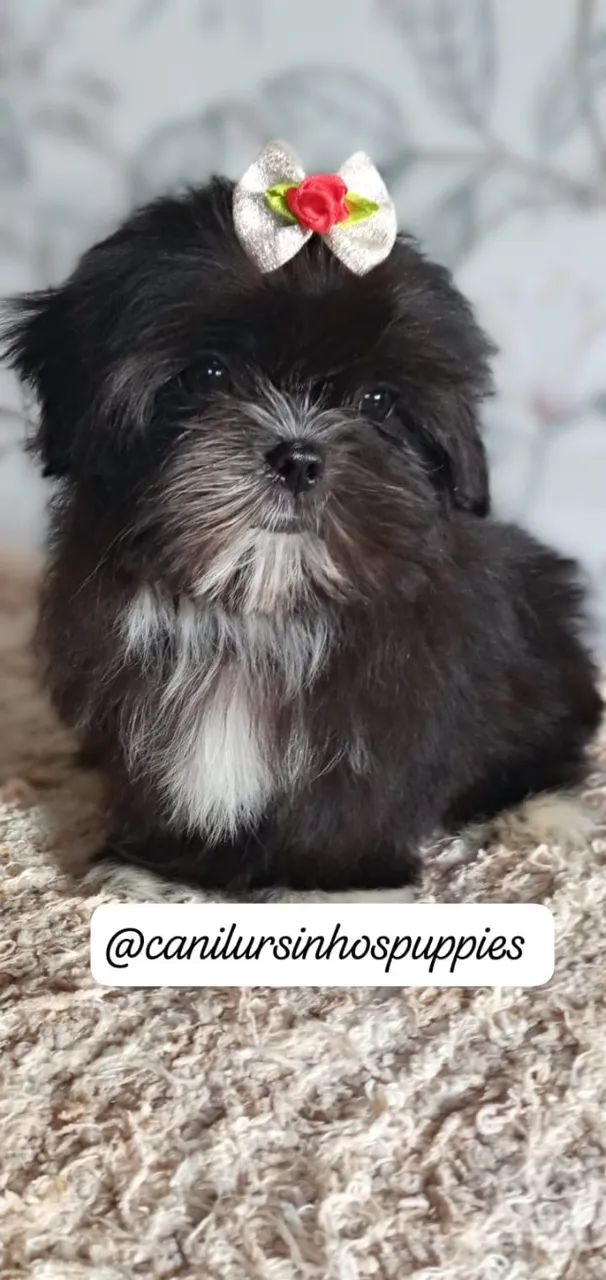 lhasa apso perfeitos bebes pronta entrega 