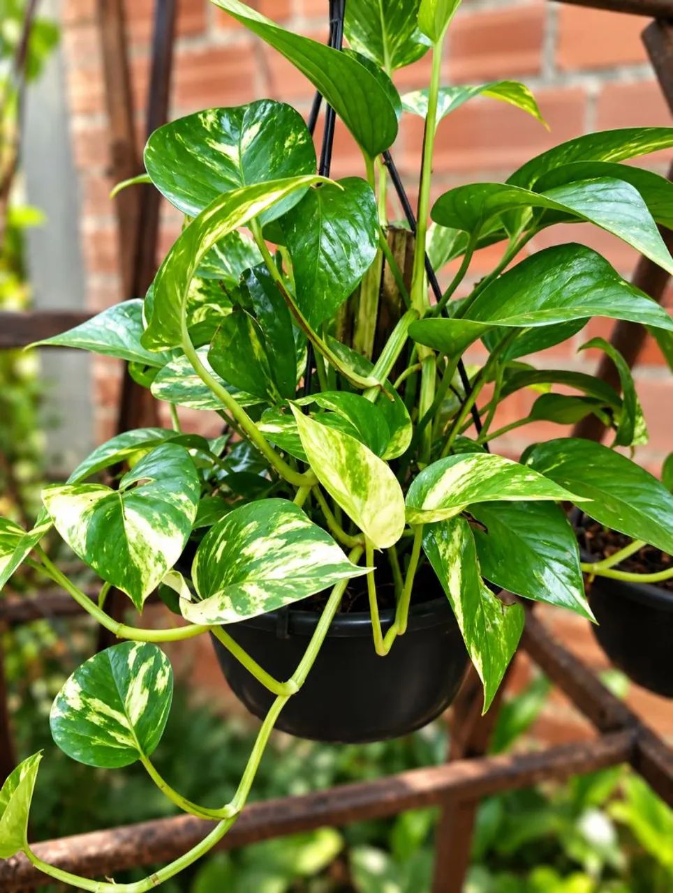 Plantas  - Foto 5