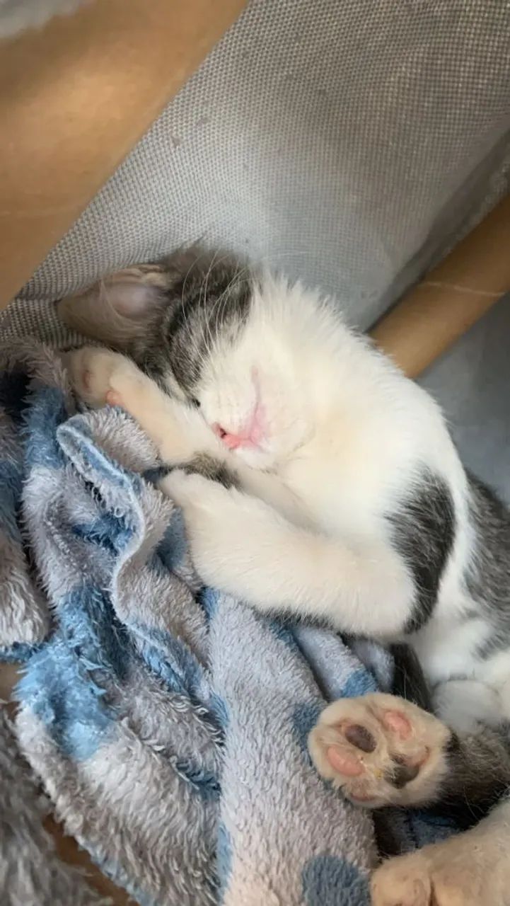 Adote aa Lia e a Lara - Foto 3