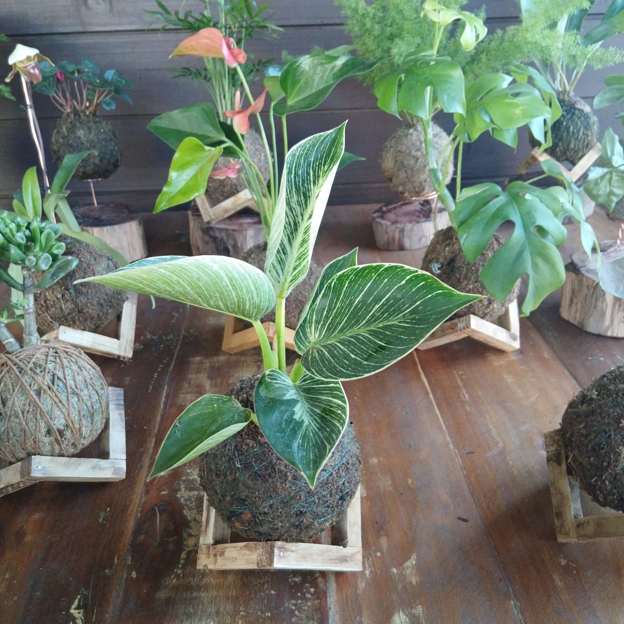 Kokedamas  - Foto 4