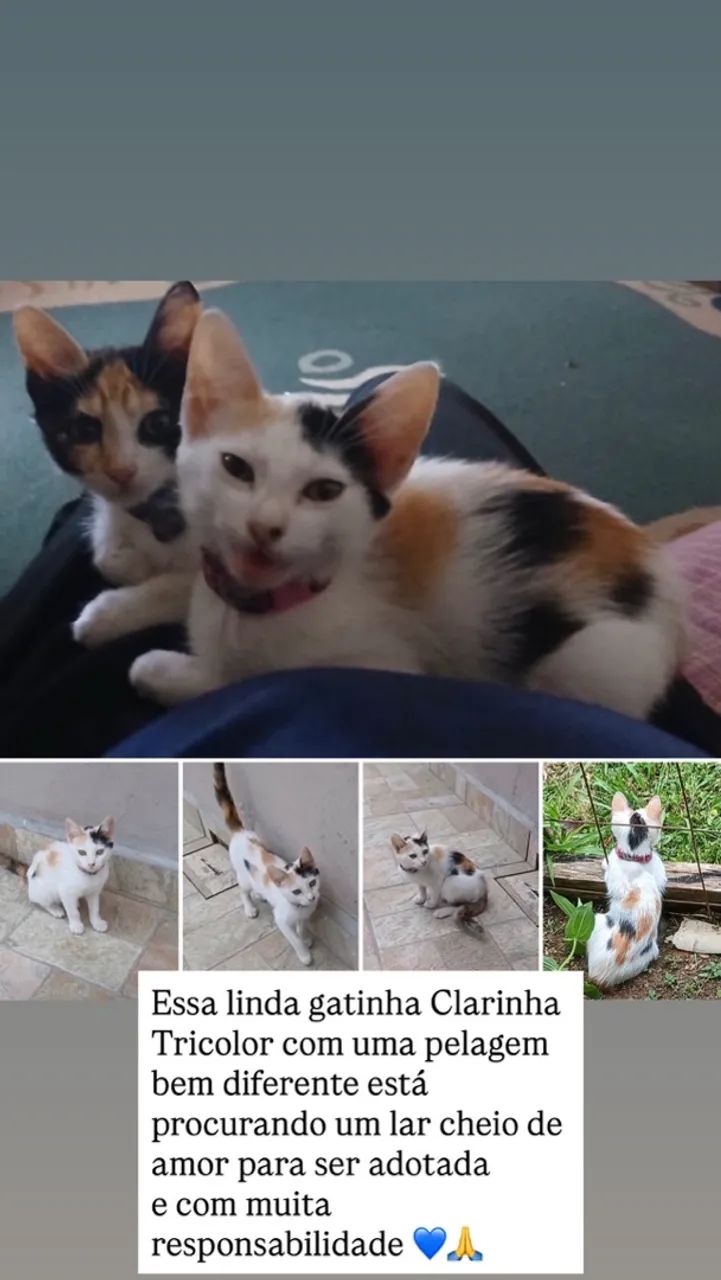 Doação gatinha 