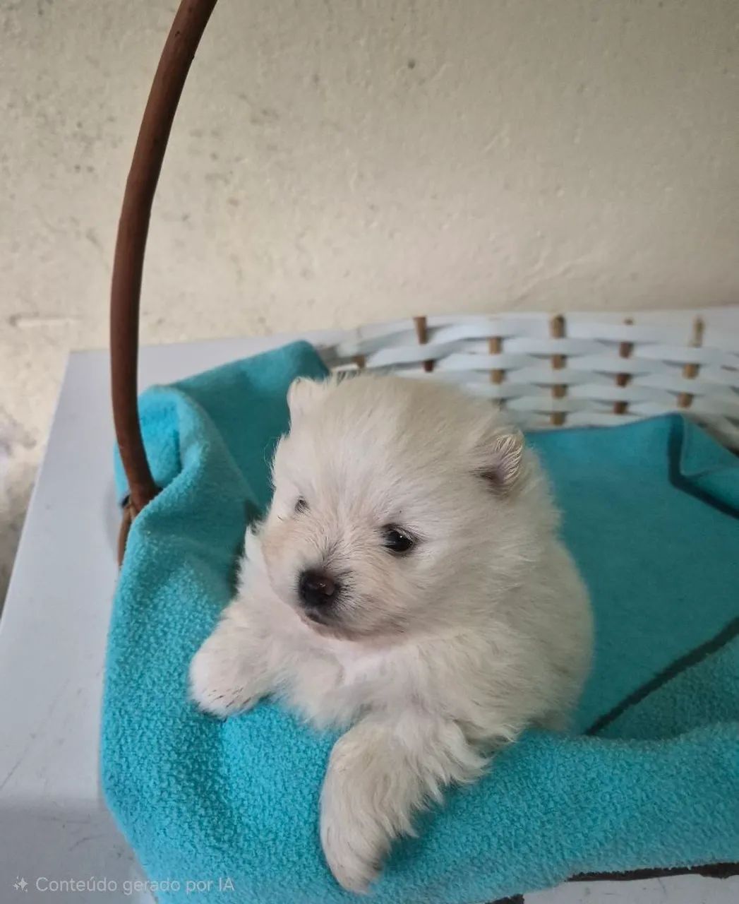 Lulu da Pomerânia! - Foto 4