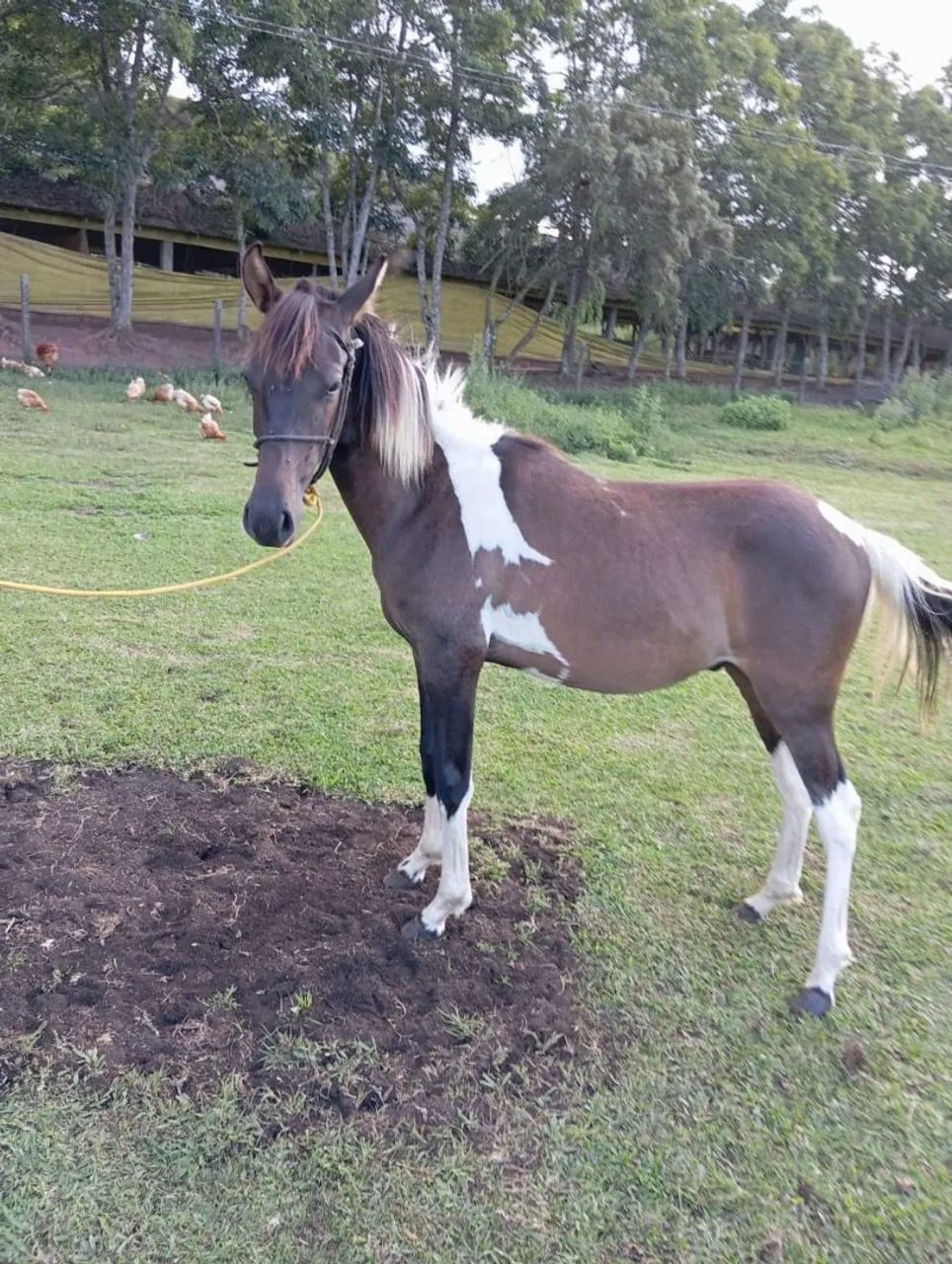 Cavalo Cavalo Mangalarga marchador pampa.