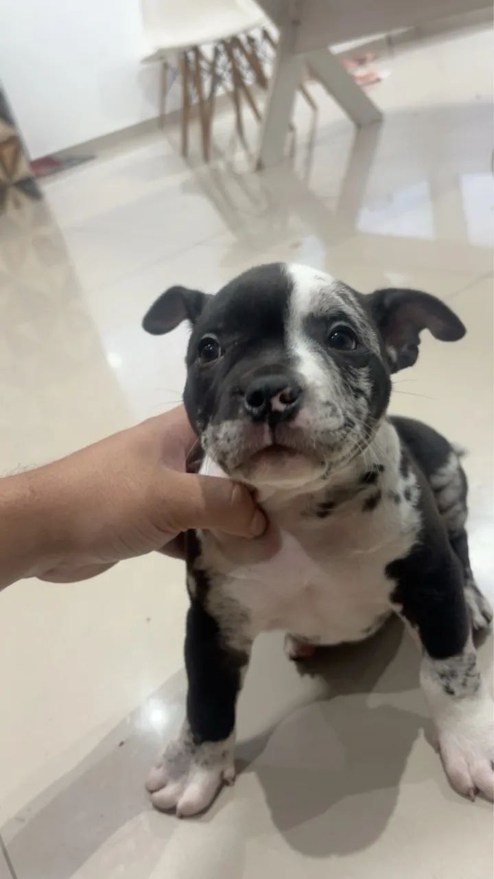 American bully  - Foto 3