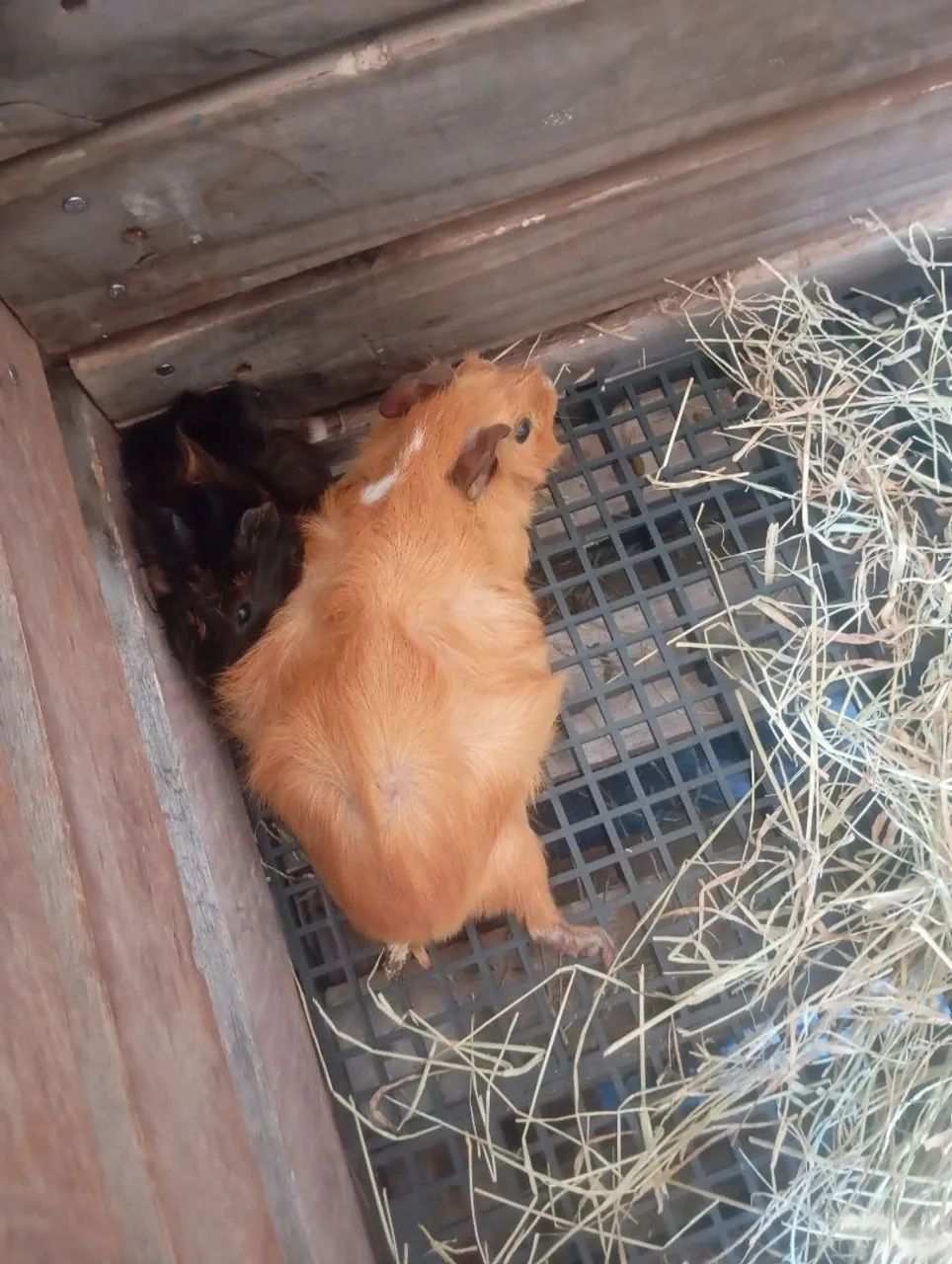 Procuro porquinho da índia skuiner pra comprar 