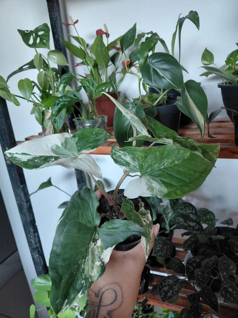 Plantas - Foto 5
