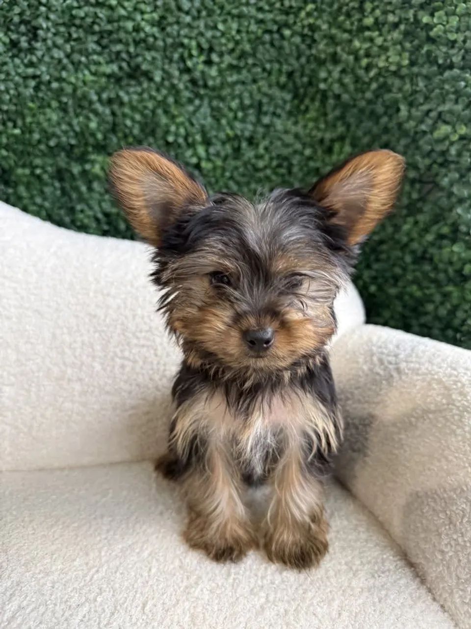 Yorkshire Esse cachorro só quer dar e receber carinho