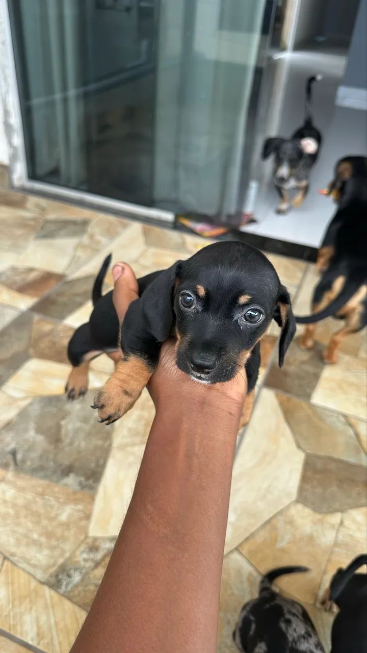 dachshund (salsicha) - Foto 4