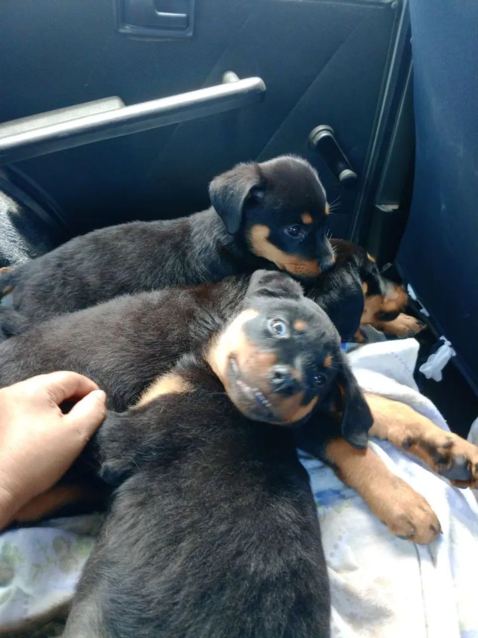 Filhotes de Rotweiler fêmeas   - Foto 3