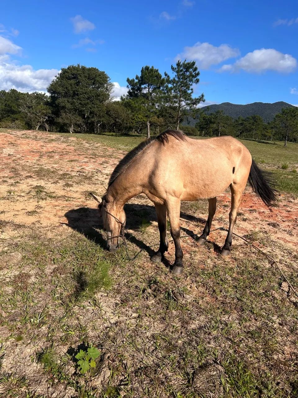 Cavalo baio  - Foto 4