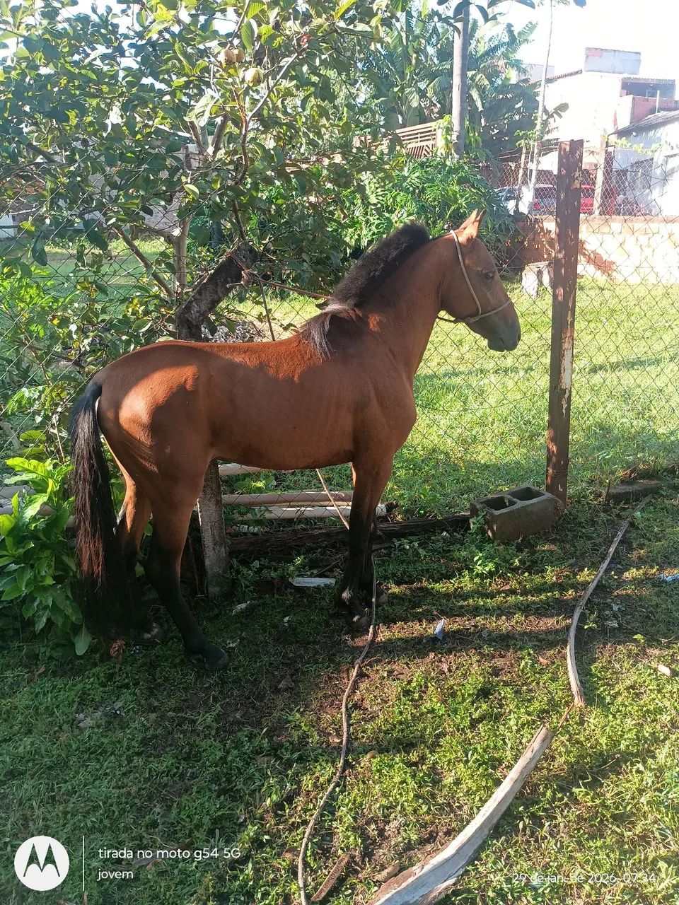 petiço 2anos garanhão limpo de defeito 