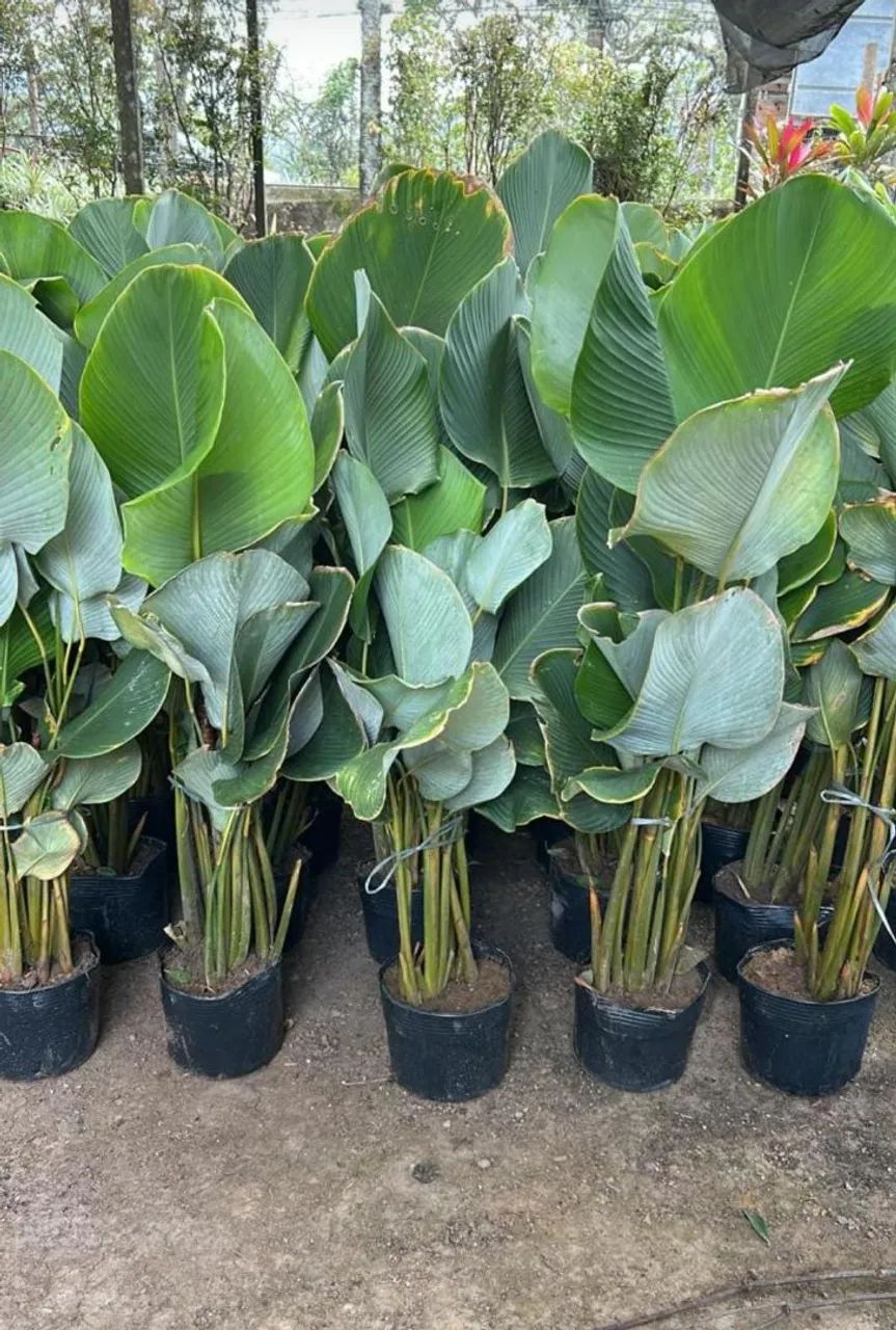 Maranta Charuto  - Foto 2