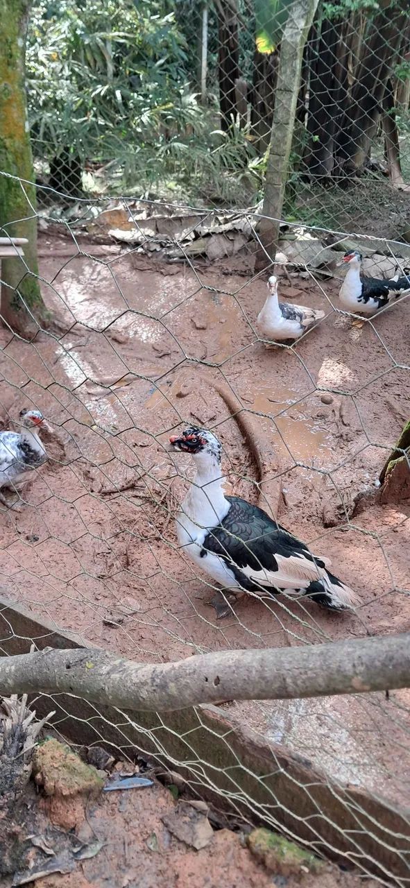 Patos  - Foto 2