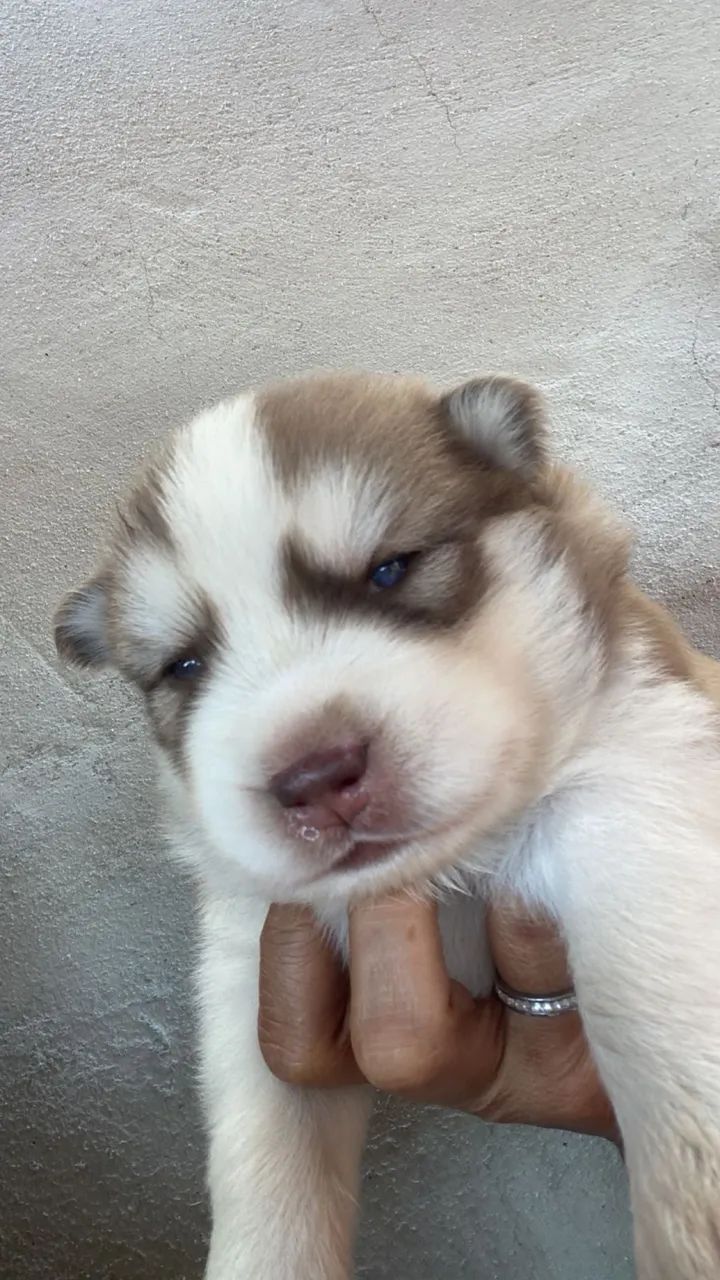 Cachorro  - Foto 2