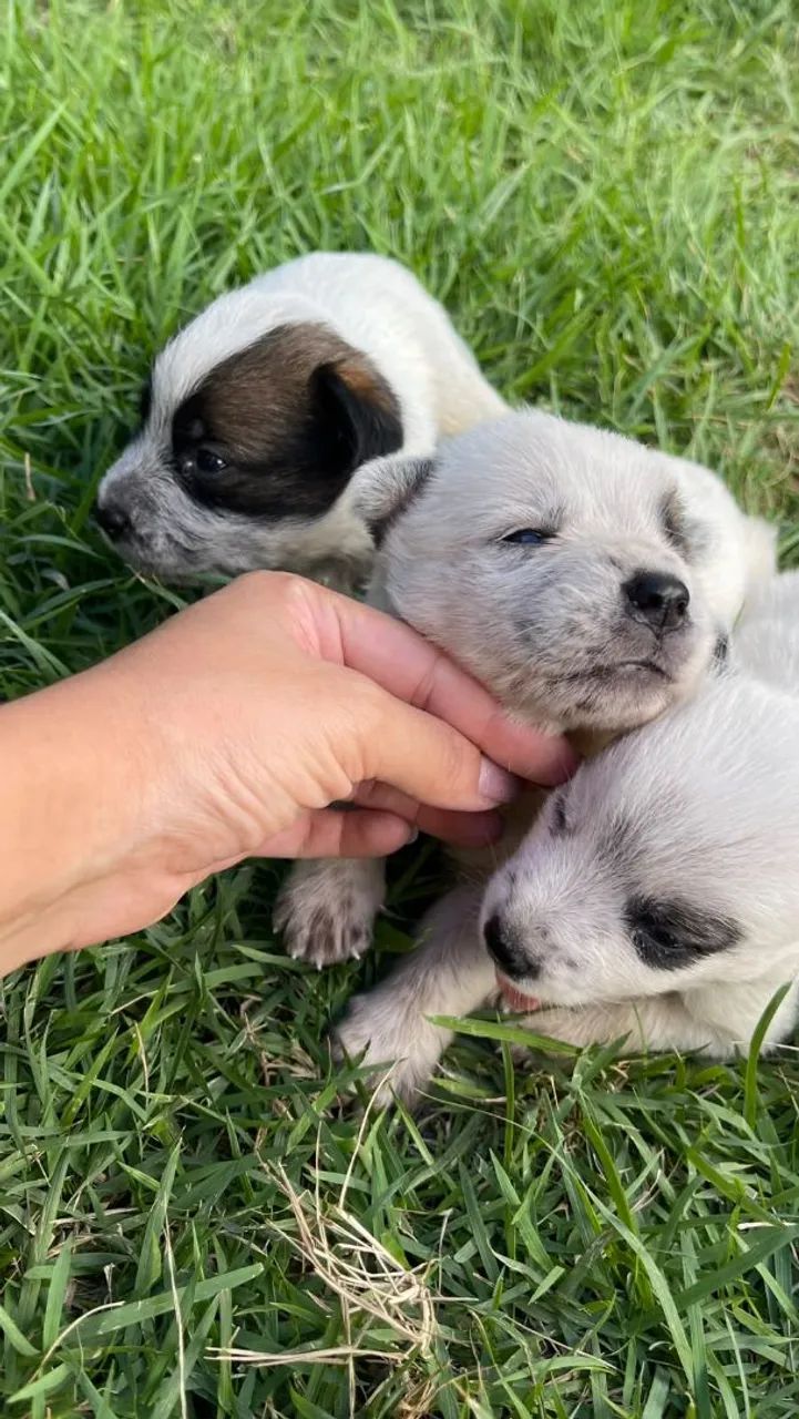 Venda de cachorro  - Foto 2