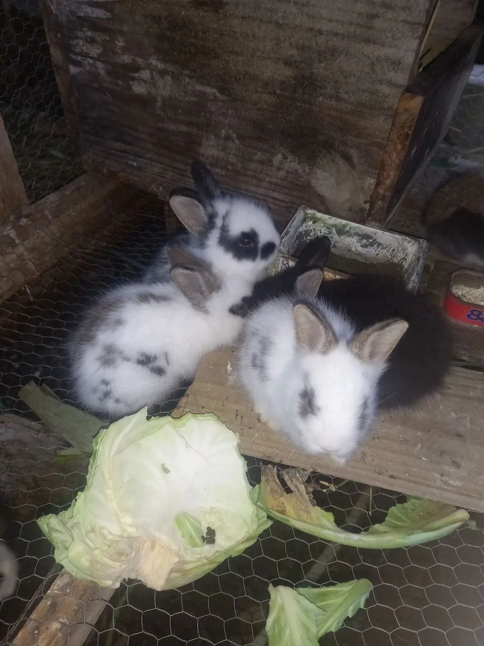 Mini Coelhos - Foto 5