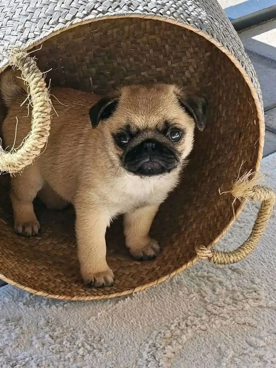 Pug Filhotes de canil com ótimo temperamento