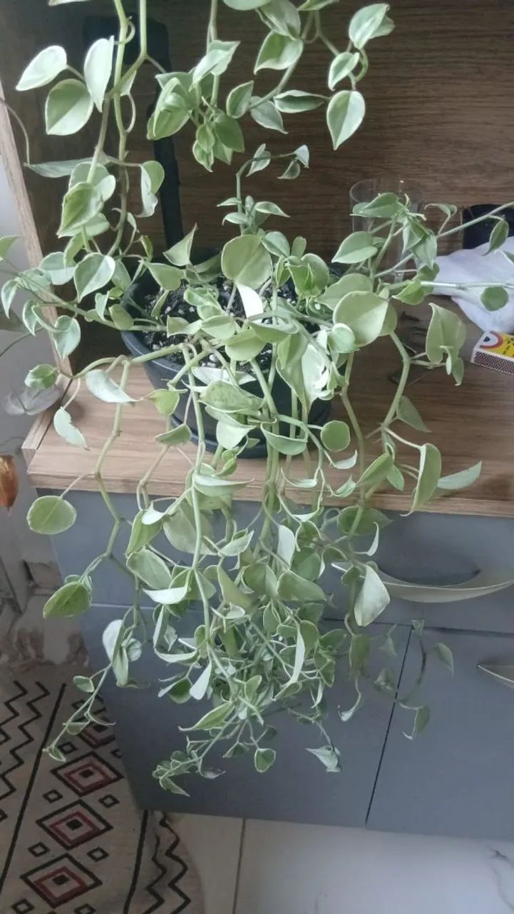 Plantas