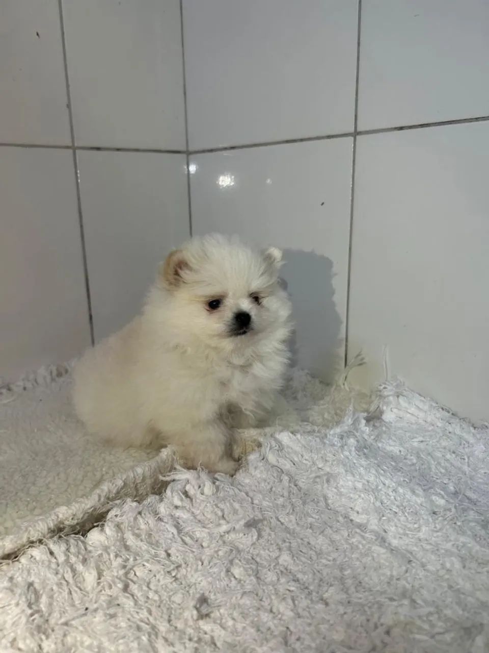 Spitz alemão anão  - Foto 5