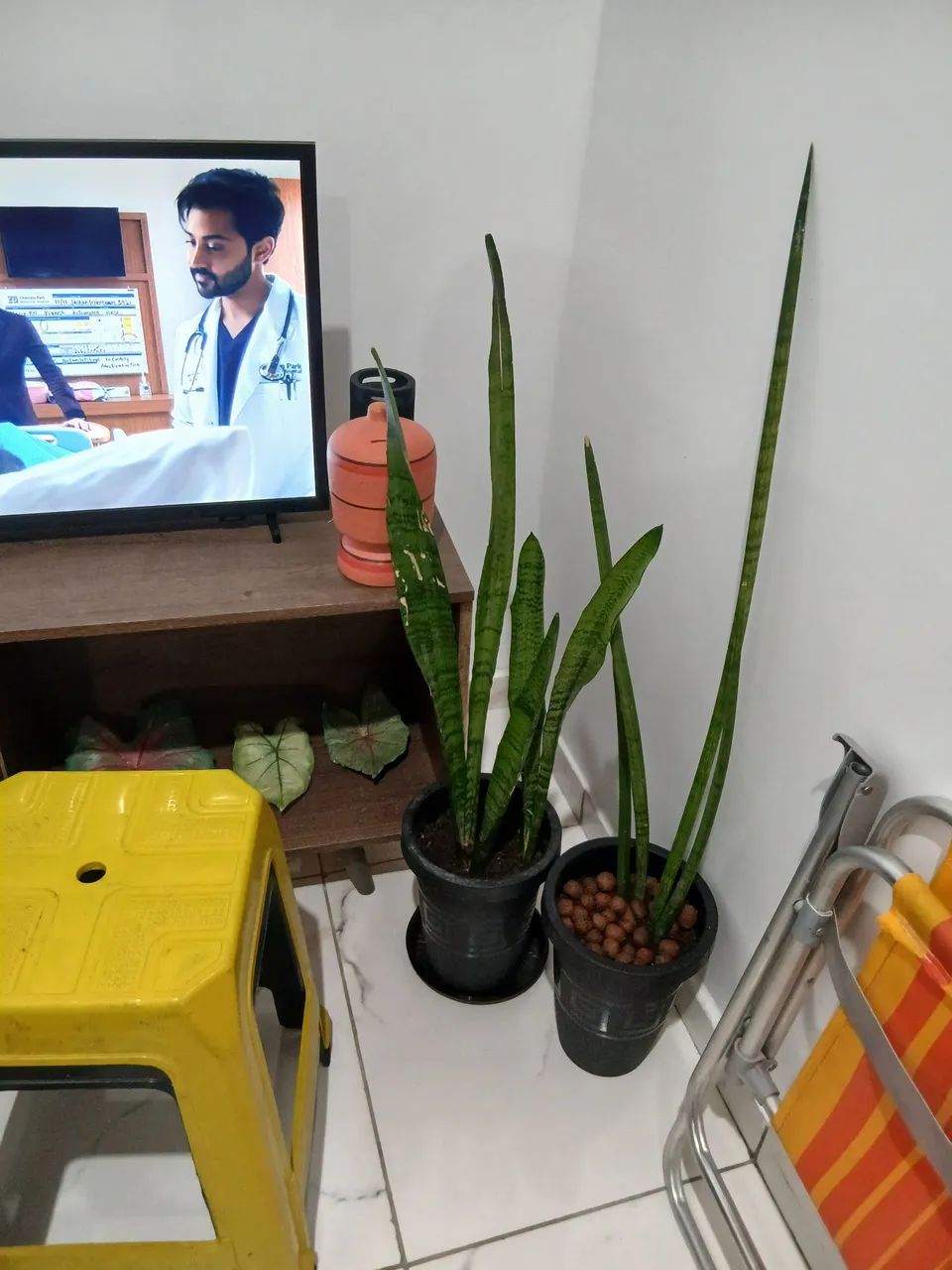 Variedade em plantas - Foto 2