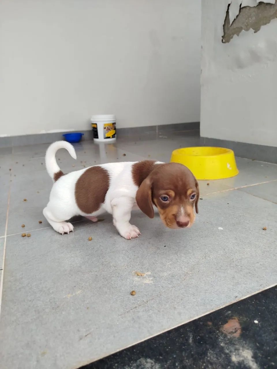 Dachshund - Foto 3