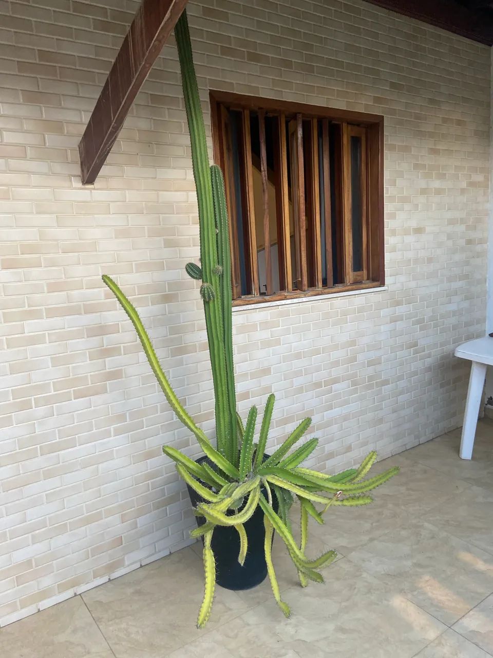 Cacto (dois tipos) - Foto 3