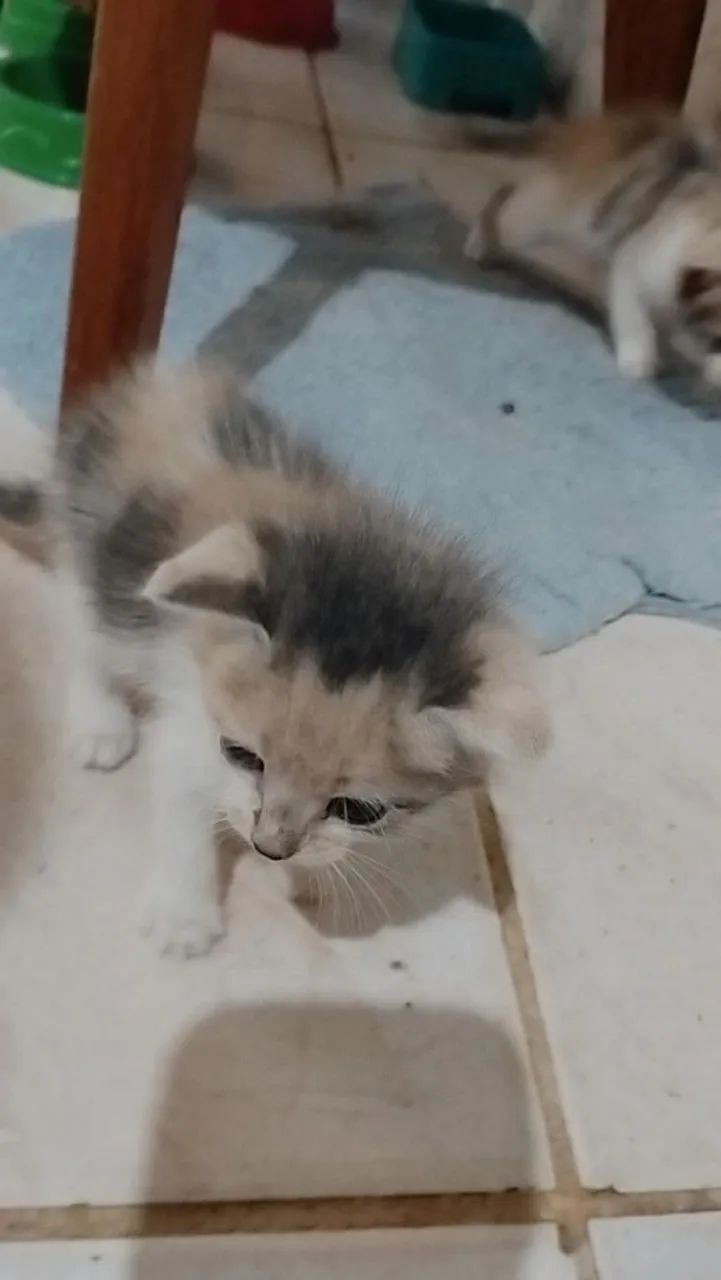Gatinhos para adoção - Foto 2