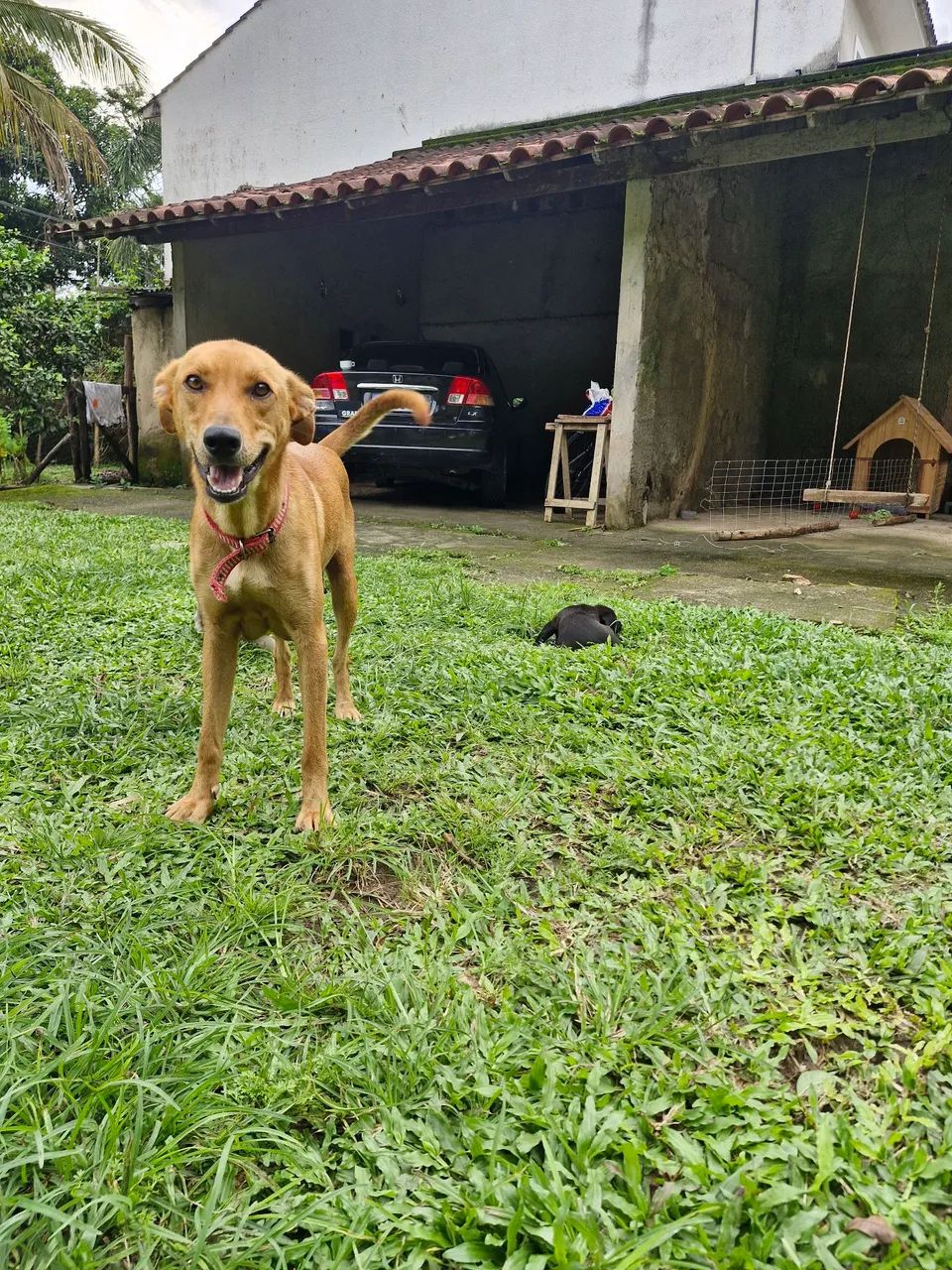 Filhotes de cachorro - Foto 5