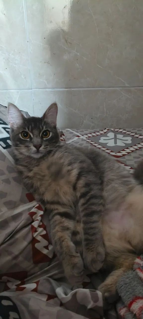 GATO PARA ADOÇÃO - Foto 2