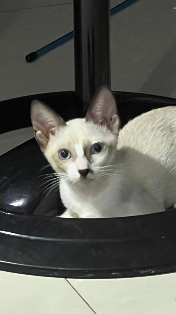 Gata SDR - 3 Meses (Doação)