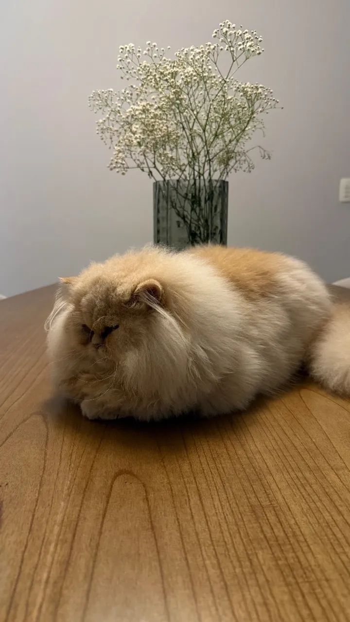 Gato persa