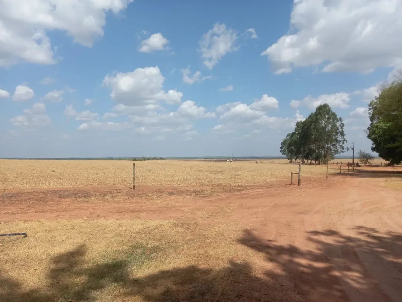 Fazenda a venda em Colinas do Tocantins!!! - Foto 2
