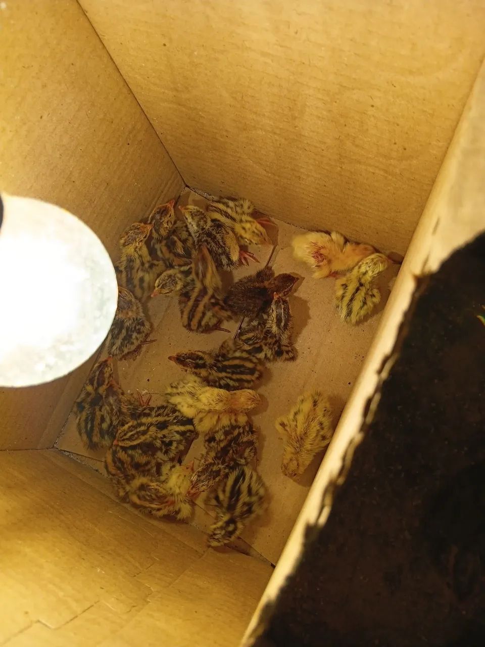 Filhotes codorna  - Foto 2