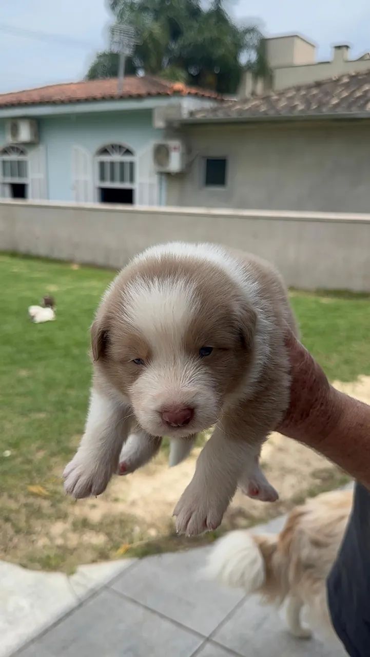 Vendo filhotes de boder collie - Foto 5