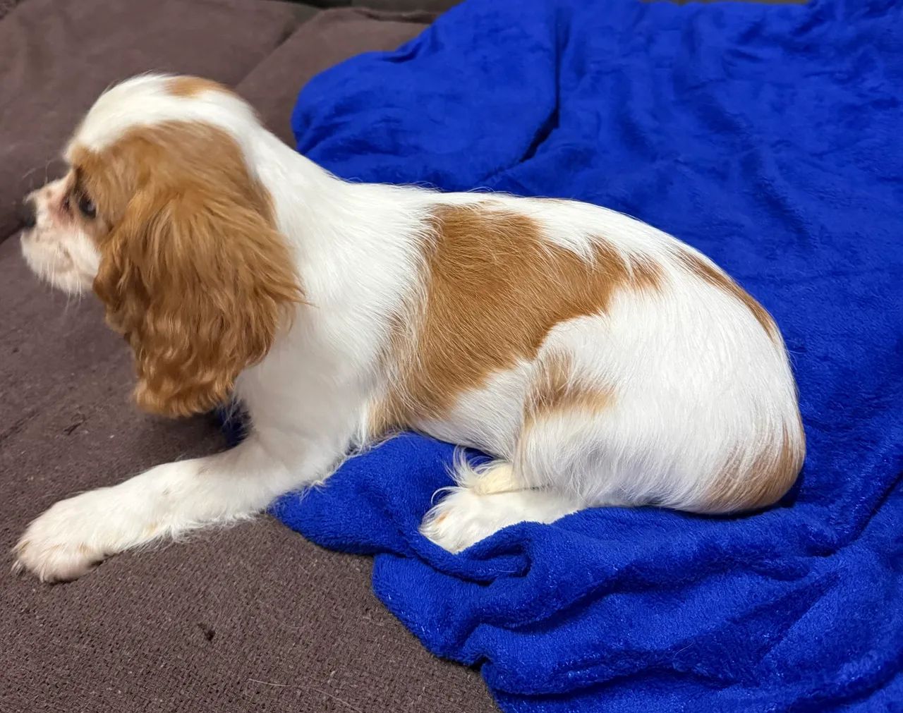 Cavalier king Charles Spaniel  - Foto 2
