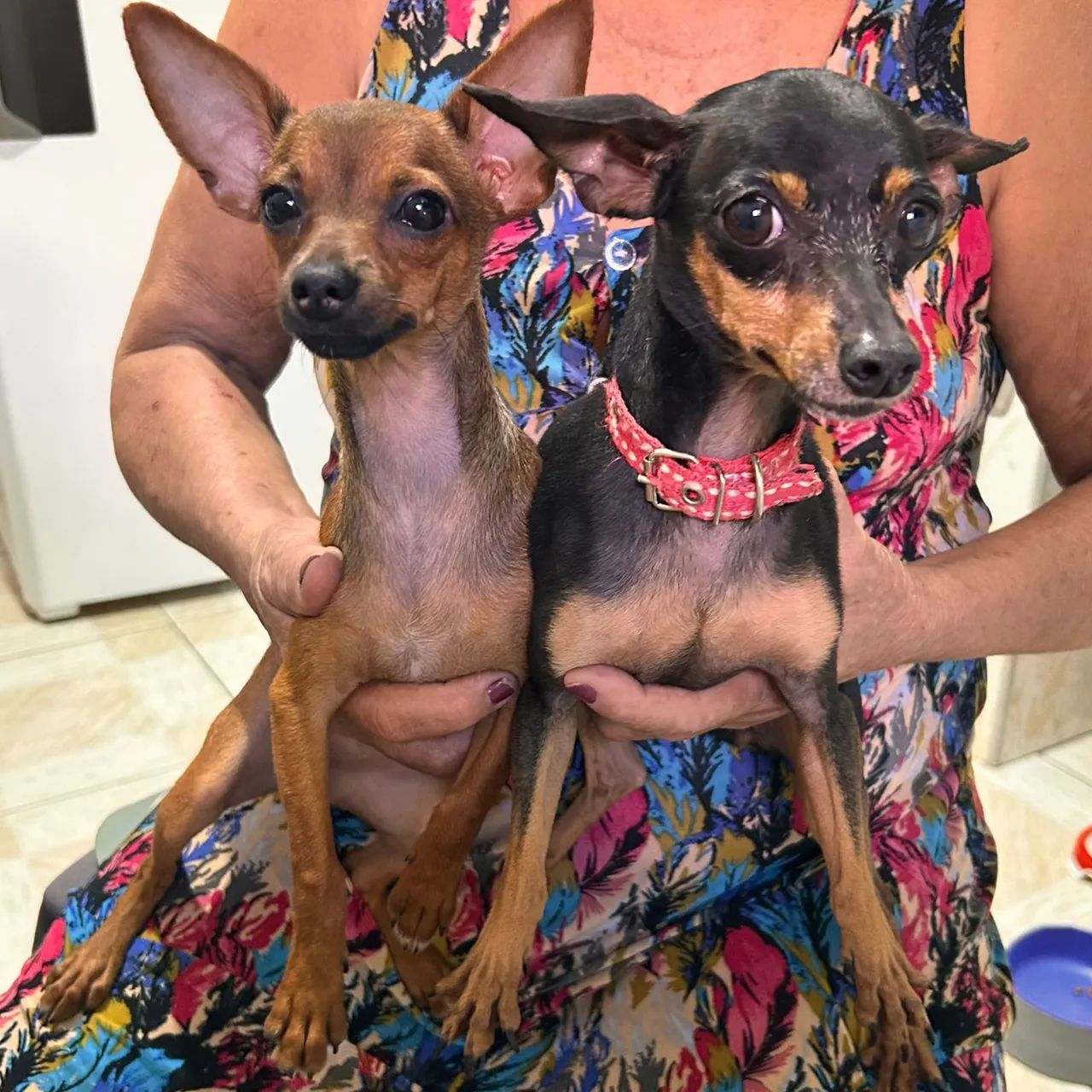Pinscher  fêmea marrom 